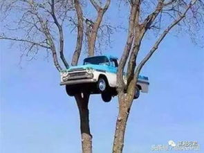 比年轮：真年轮有凹凸感