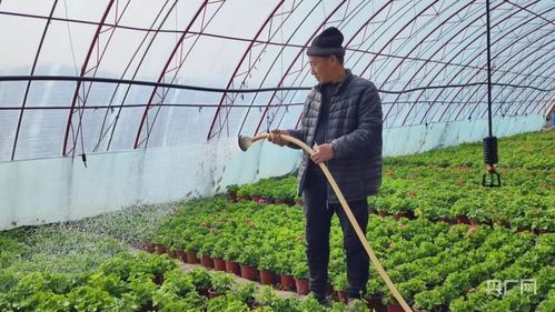 星兜的养殖方法——土壤与光照