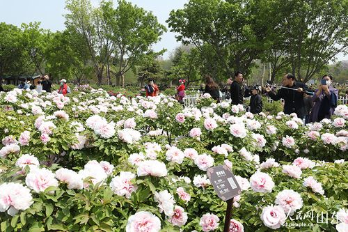 菏泽牡丹花何时绽放？3月赏花攻略