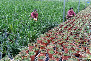 兰花养护时应该选择哪种植料来保证其健康生长