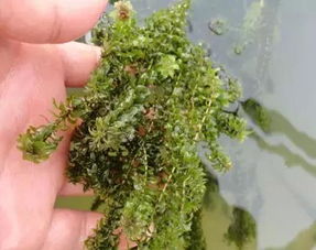 水草过多，除草剂帮忙？