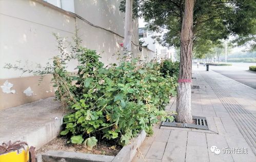 小区里种植的草，到底是几级草？