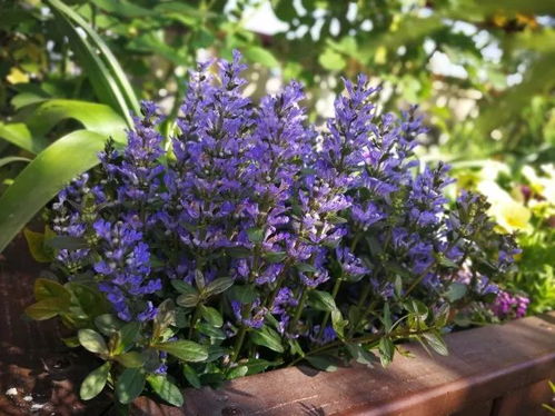 爬墙玫瑰屋顶养，如何让花开满屋顶