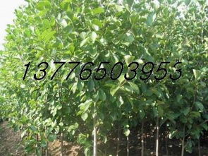 外貌特征大比拼