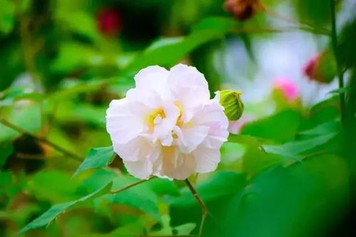 无忧花的花语和寓意究竟蕴含着怎样的情感