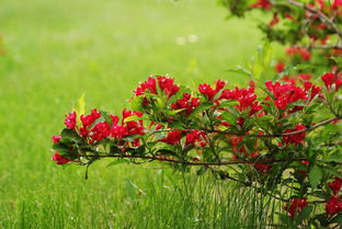 红王子锦带病害防治→高效防治花卉病虫害