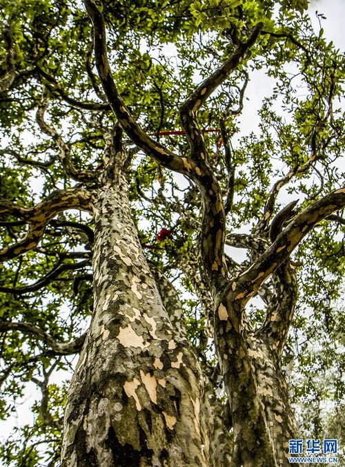 第三步：换土换盆