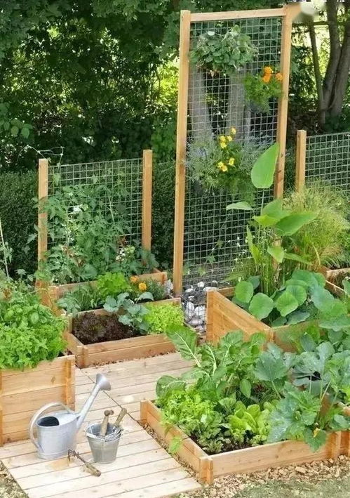 适合农村小院种植的常见蔬菜