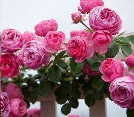 如何挑选合适的月季花苗？