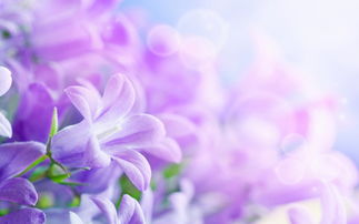 星辰花语藏心间，花开谁解其中意