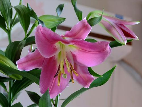 百合花：五行属水或鼠年出生的幸运花