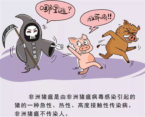 猪瘟传播途径有哪些？如何有效阻断