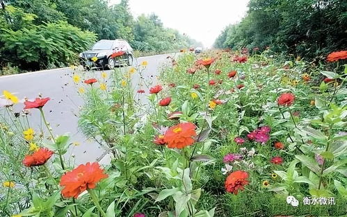 山茶花的种植技巧