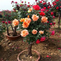 浇水与施肥：冬季月季的生长节奏