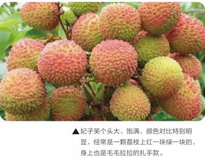 想吃妃子笑？先搞清楚妃子笑几月成熟
