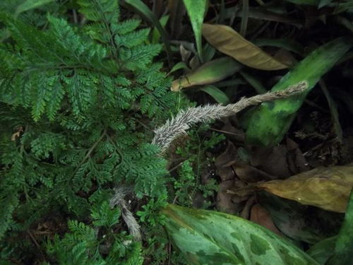 驱蛇植物有哪些？这些植物真的能赶走蛇吗