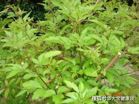 乙草胺的用法，你了解吗？