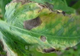 选用抗病品种，从源头防范