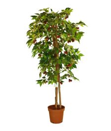 招财树种类多，爆款花卉必选！