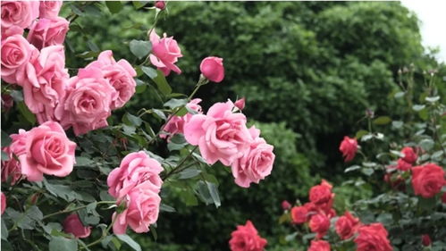 月季在哪些景观中应用广泛