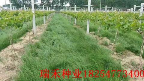 毛竹林除草剂对毛竹生长有影响吗？毛竹会怕除草剂吗？