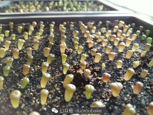 生石花烂根？通风排水