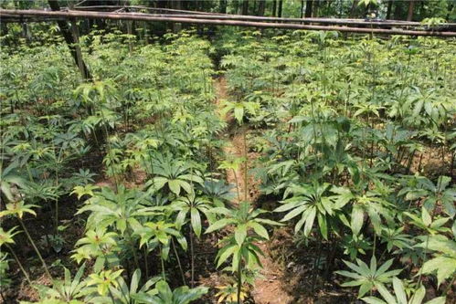 滇重楼的种植技巧