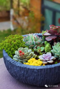 蕞难养的植物：多肉植物的挑战