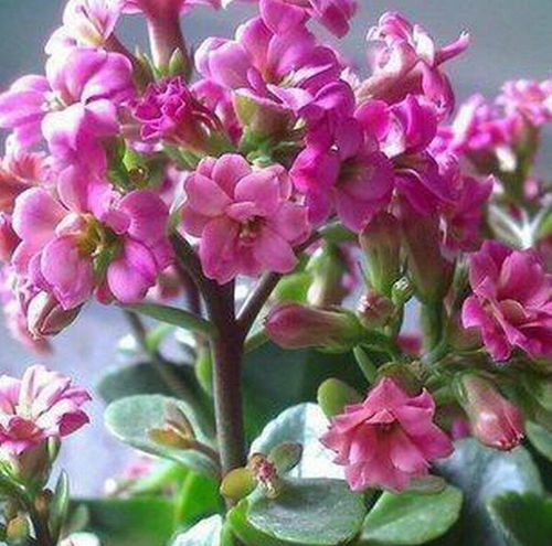 长寿花花期后如何护理？如何让花朵
绽放