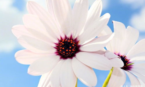 四季花卉， 各具特色