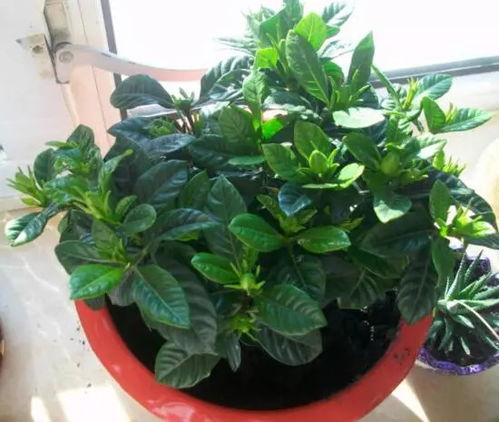 栀子花为何只光落叶？