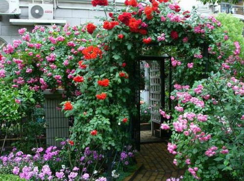 耐寒品种：北方的庭院也嫩花开不败