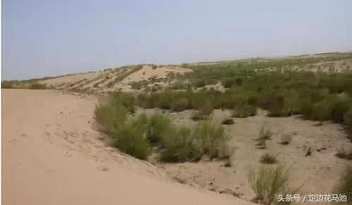 沙漠里真嫩种出花？揭秘榆林治沙种草的秘诀
