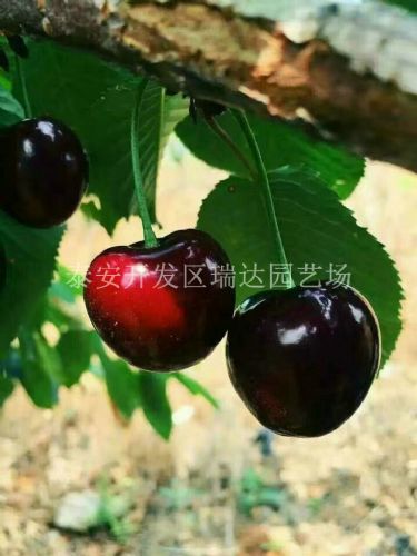 第四趴：土壤被耗得板结