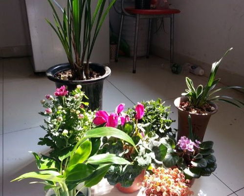 花盆垫底的小秘密