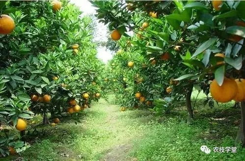 橘子树，香橼，果香四溢