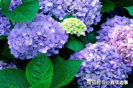 绿绣球菊花如何种植？适合哪些土壤和光照