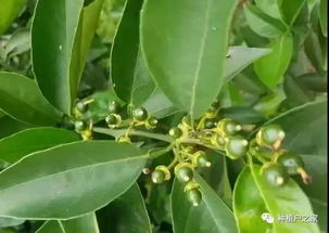 多效唑，保果又增产