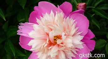 芍药分株的Zui佳季节揭秘