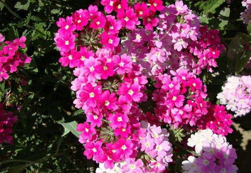 菊花，秋天的盛宴