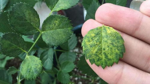 月季红蜘蛛发病时间及特点