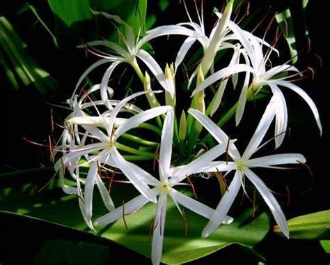 宝石花：注意浇水，叶插成功率倍增