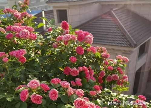 月季花， 爬墙的美丽使者