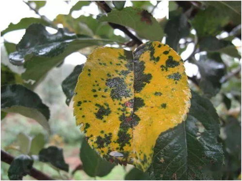 百菌清，你了解吗？