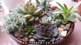 打造多肉王国，熊童子养殖秘籍，轻松养出多肉王！