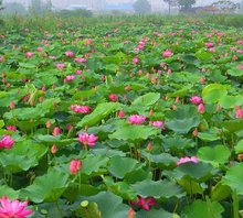 荷花的美丽,需要用心呵护