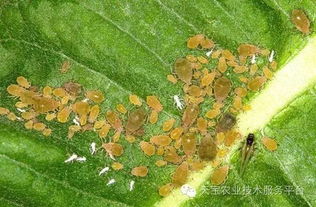 草莓灰霉病防治秘籍