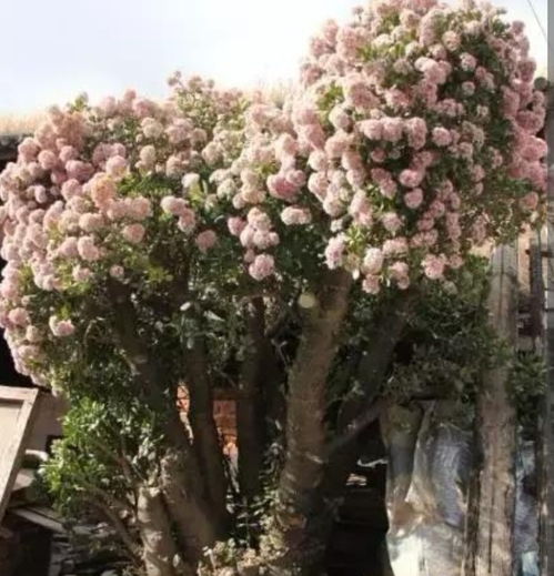 金贵：颜值与抗性并存