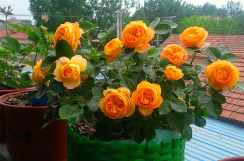 果汁阳台月季，美得不要不要的！