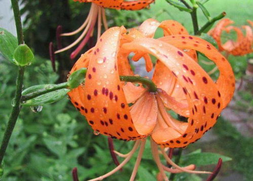 小心！这些花草不嫩喂鸡